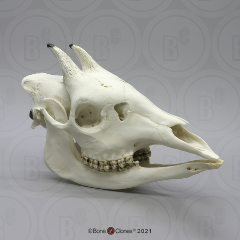 Okapi Skull