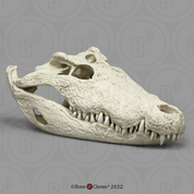 Nile Crocodile Skull 26"