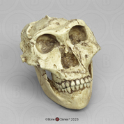 Australopithecus robustus Skull with Lower Jaw BH-003-C