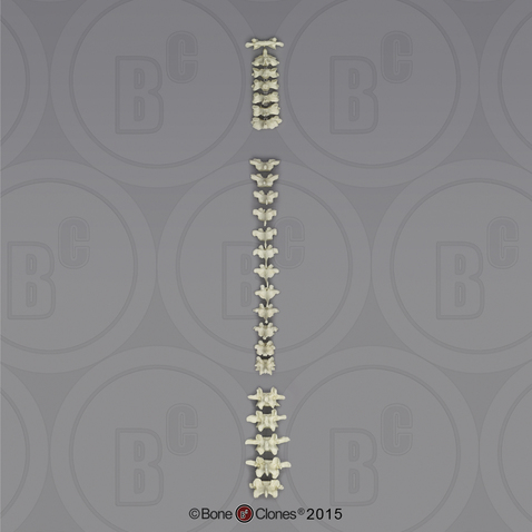 Human Male European Vertebral Column-all 24 Vertebrae, Disarticulated