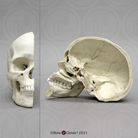 Human Sagittal Cut Half Skull
