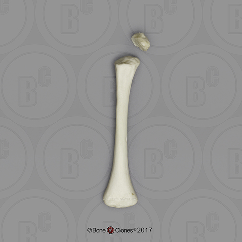 Human Child Humerus (L or R), 14 to 16-month-old