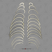 Gorilla Ribs, Set of 26 (left and right)