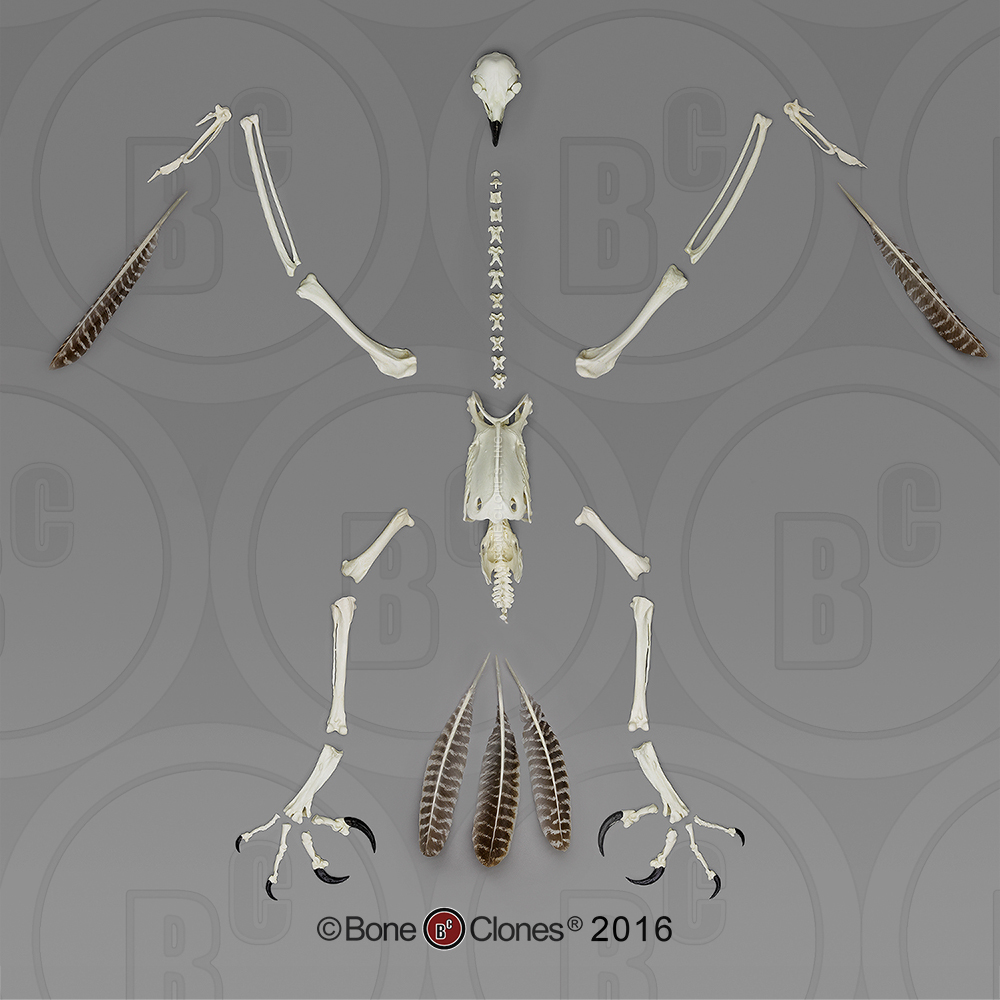 Golden Eagle Talon - Bone Clones, Inc. - Osteological Reproductions