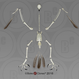 Disarticulated Harpy Eagle Skeleton