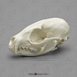 Dietary Comparison Economy Skull Set - Bone Clones, Inc. - Osteological  Reproductions