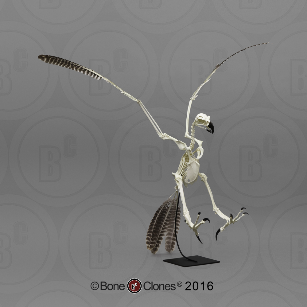 Articulated Harpy Eagle Skeleton - Bone Clones, Inc