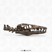Mosasaur Platecarpus planifrons Skull and Neck