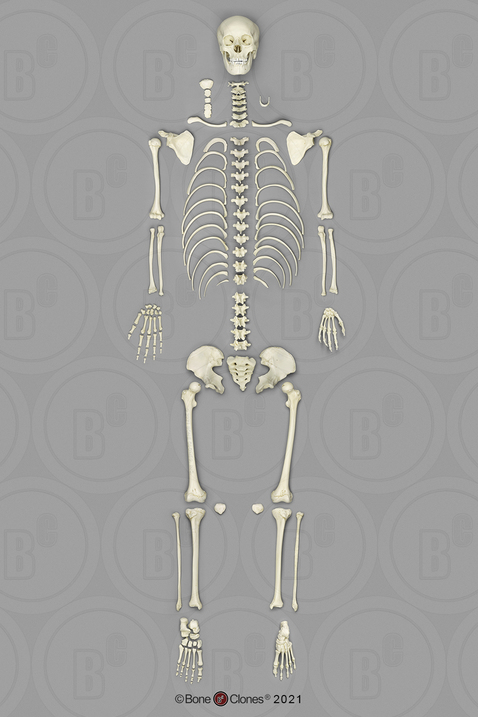 Human Adolescent Disarticulated Skeleton