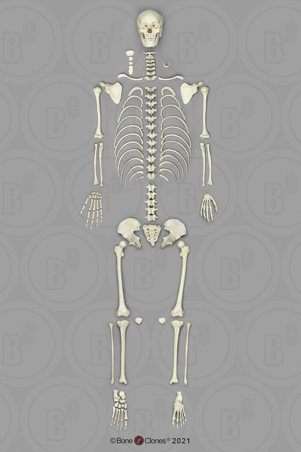 Articulated Human 14 to 16-month-old Child Skeleton - Bone Clones