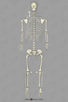 Human Adolescent Disarticulated Skeleton