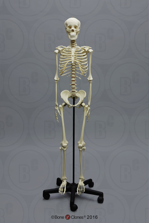 Human Adolescent Articulated Skeleton - Bone Clones, Inc