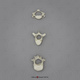 5-year-old Human Child Verts, Set of 3 - Cervical, Thoracic, Lumbar