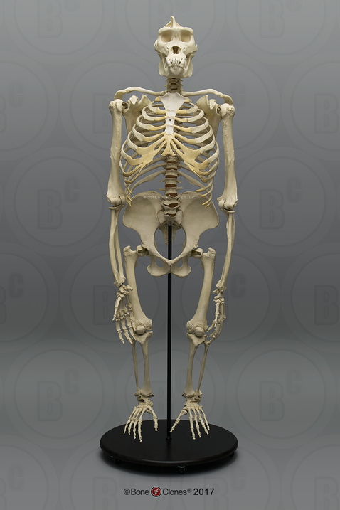 Articulated Bipedal Gorilla Skeleton with Stand