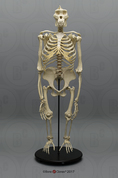 Articulated Bipedal Gorilla Skeleton with Stand