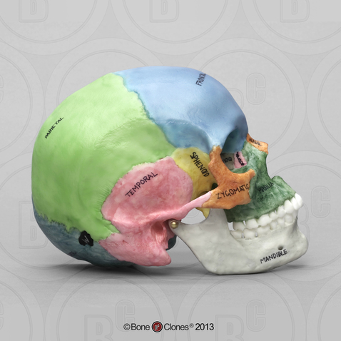 Color-Coded Human Sagittal Cut Half Skull