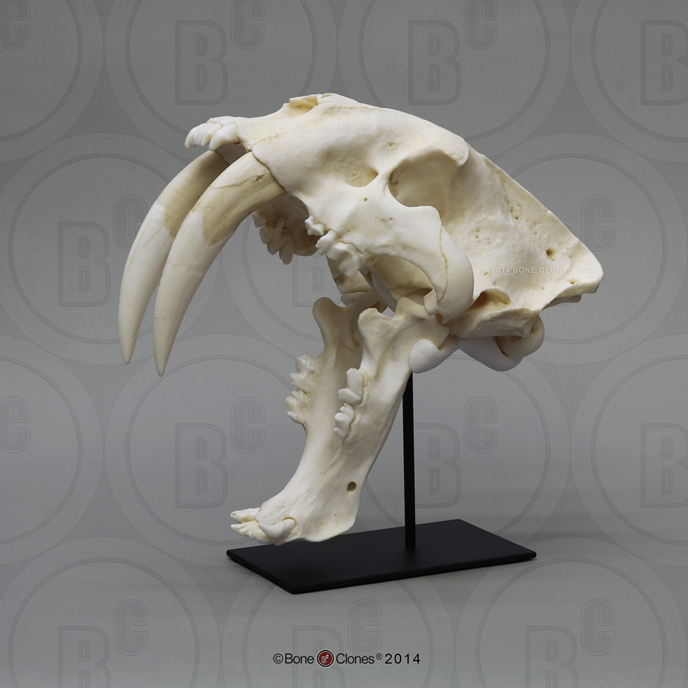 Sabertooth Cat, Smilodon Skull Antique Finish - Bone ...