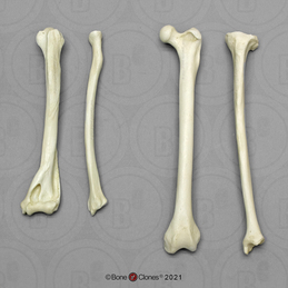 Horse Front Leg with Scapula, Disarticulated - Bone Clones, Inc. -  Osteological Reproductions