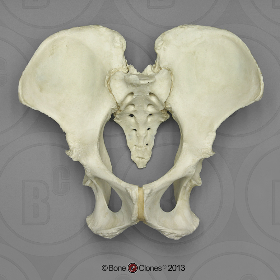 Gorilla Pelvis Assembly - Bone Clones, Inc. - Osteological Reproductions