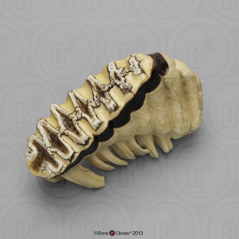 African Elephant Tooth