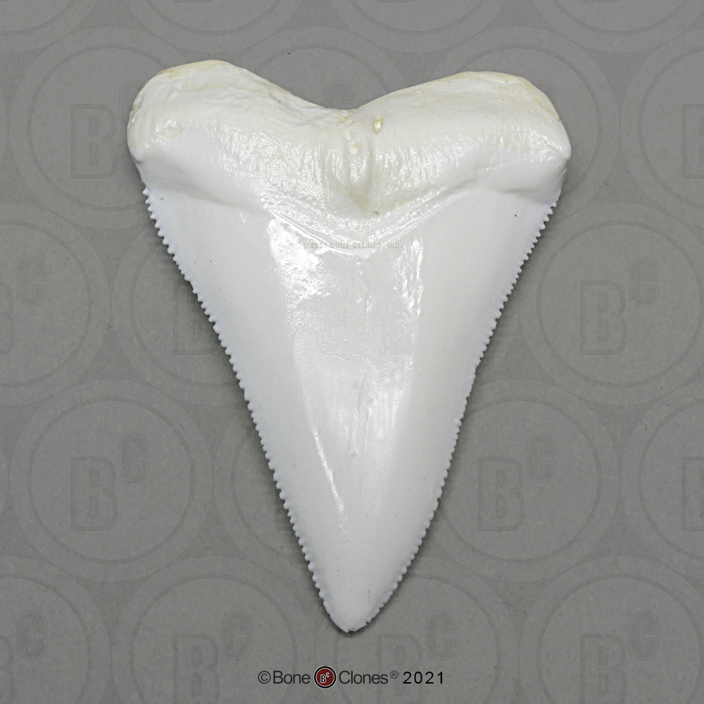 799 - Great White Shark Tooth Replica is over 4 inches long and four ...