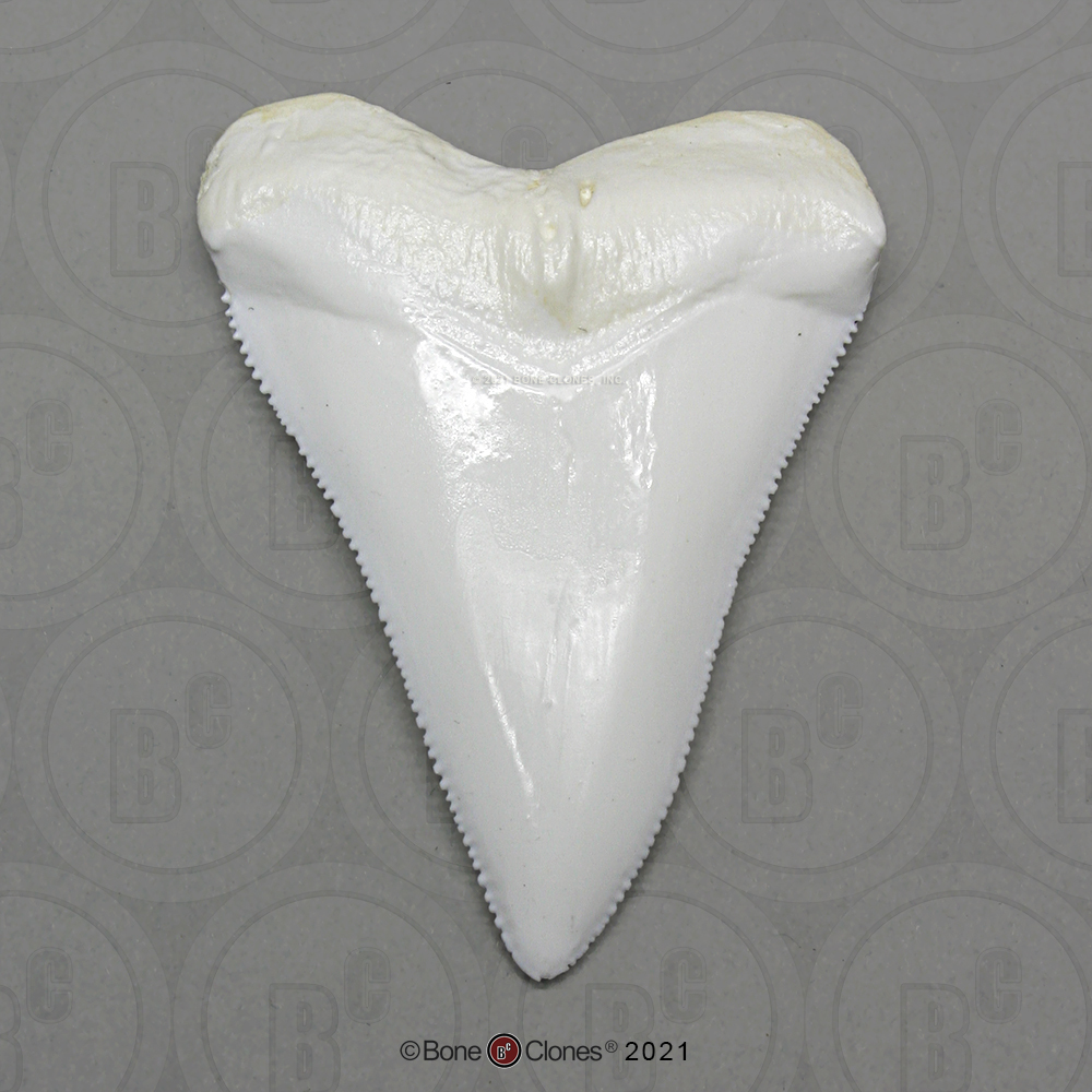Great White Shark Teeth Rows