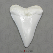 Great White Shark Tooth (Replica)