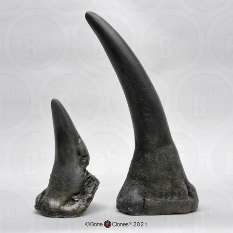 White Rhinoceros Horn Pair (Replica)