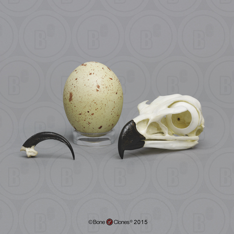 Golden Eagle Set: skull, egg, talon