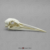 Sandhill Crane Skull