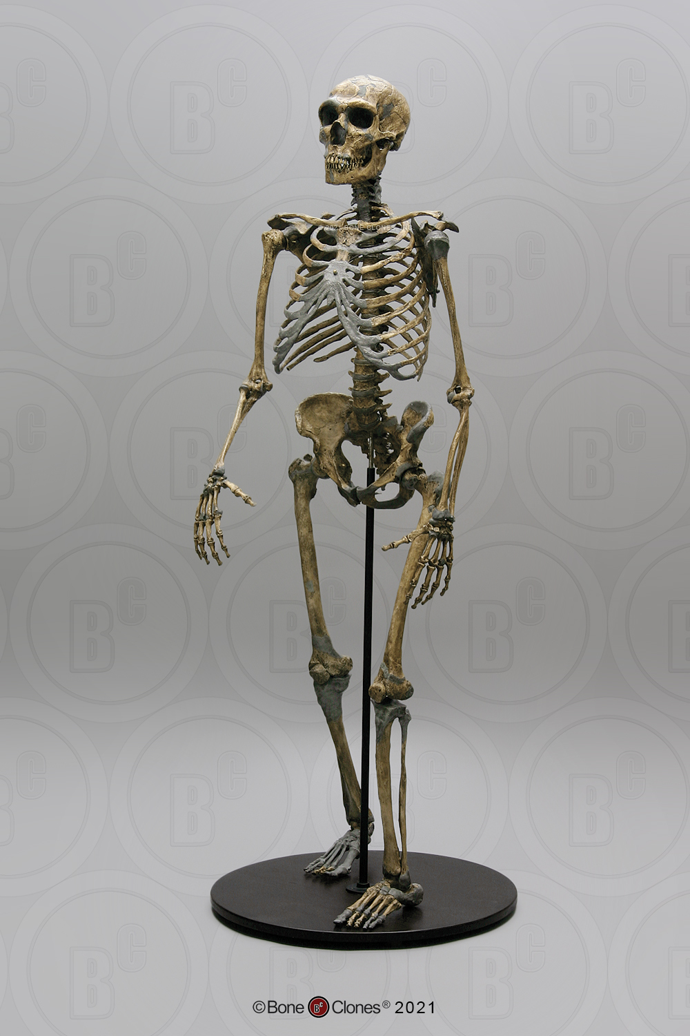 Neanderthal Skeleton Articulated - Bone Clones, Inc ...