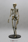 Neanderthal Skeleton Articulated,