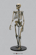Neanderthal Skeleton Articulated,