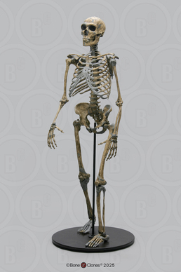 Neanderthal