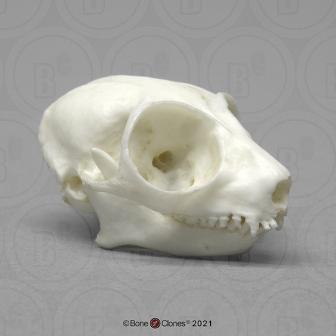 Mouse Lemur Skull