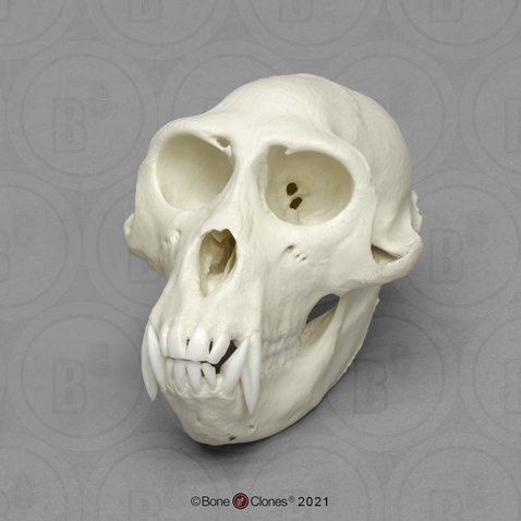 Rhesus Macaque Skull
