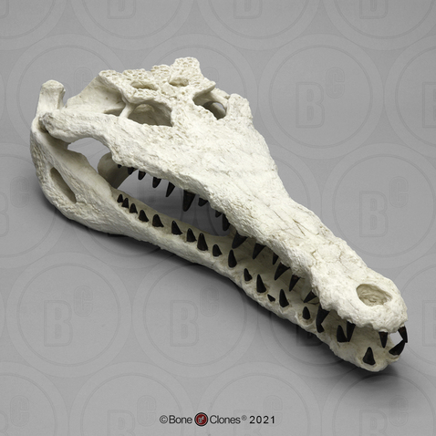 Giant Fossil Crocodile, Gavialosuchus Skull