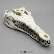 Gavialosuchus Skull (Giant Fossil Crocodile)