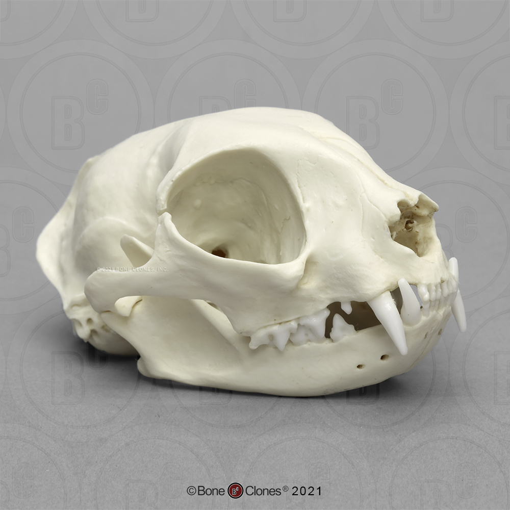 Replica animal skulls