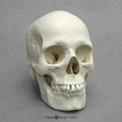 Human Female European Skull
