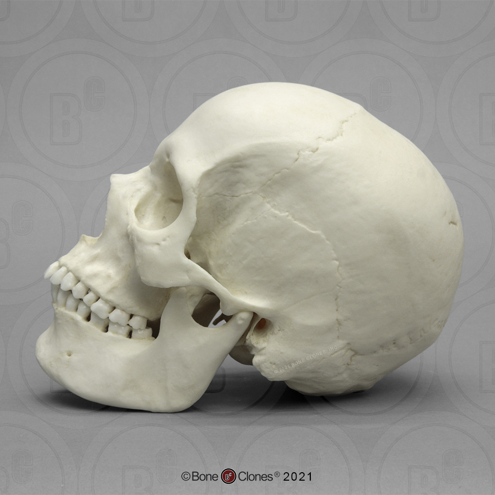 Human Male and Female Skulls: African, Asian, and European - Bone Clones,  Inc. - Osteological Reproductions