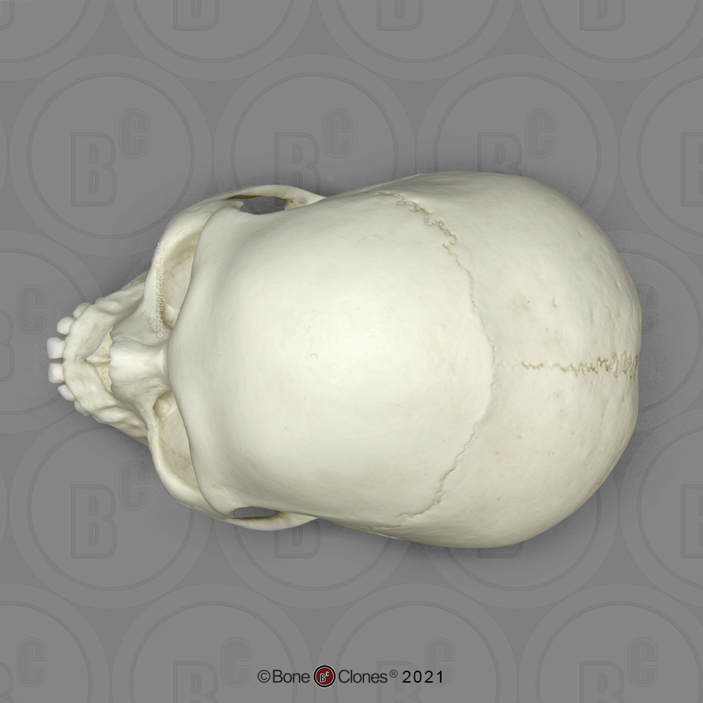 Human Female European Skull Bone Clones Inc Osteological Reproductions