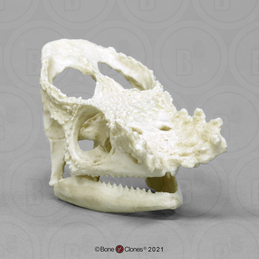 Parson's Chameleon Skull