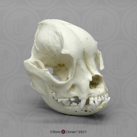 French Bulldog Skull