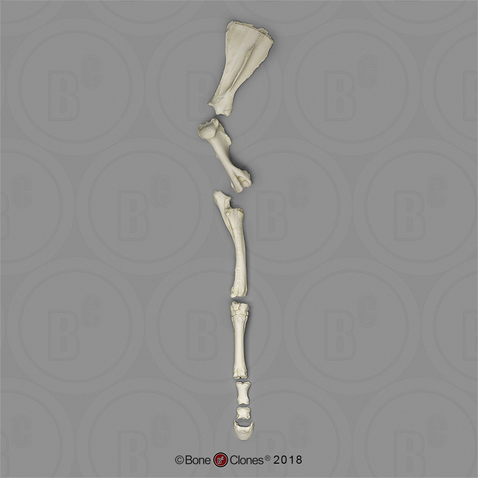Horse Front Leg with Scapula, Disarticulated SC-125-67-DS