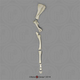 Horse Front Leg with Scapula, Disarticulated SC-125-67-DS