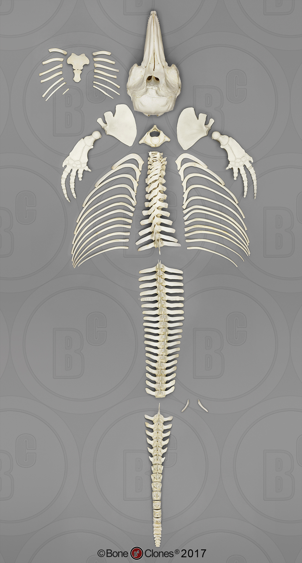 Disarticulated Atlantic Bottlenose Dolphin Skeleton - Bone Clones, Inc