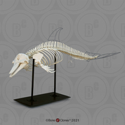 Articulated Atlantic Bottlenose Dolphin Skeleton