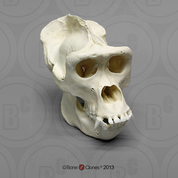 Male Western Lowland Gorilla Skull, image