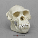 Adult Male Chimpanzee Skull, image